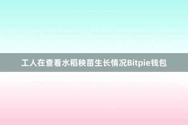 工人在查看水稻秧苗生长情况Bitpie钱包